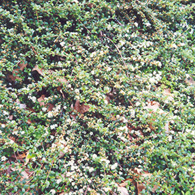 Plant Photo 2