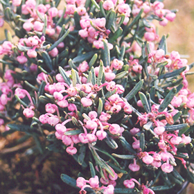 Plant Photo 9