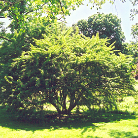 Plant Photo 9