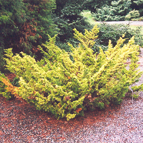 Plant Photo 6