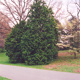 Plant Photo 8