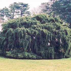 Plant Photo 8