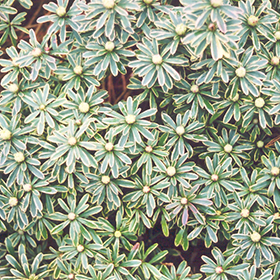 Plant Photo 9