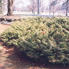 Plant Photo 10