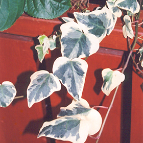 Plant Photo 5