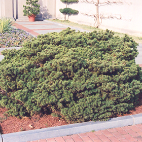 Plant Photo 9