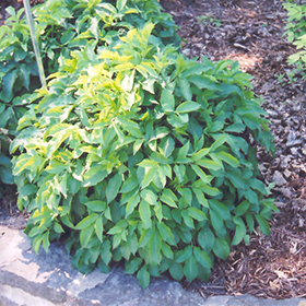 Plant Photo 4