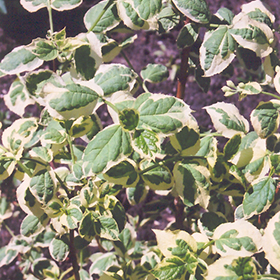 Plant Photo 3