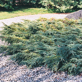Plant Photo 2