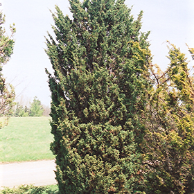 Plant Photo 2