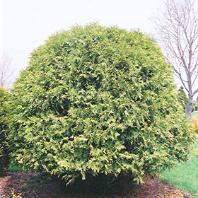 Plant Photo 8