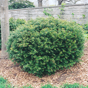 Plant Photo 6