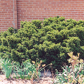 Plant Photo 4
