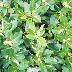 Plant Photo 1