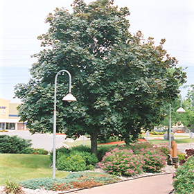 Plant Photo 7