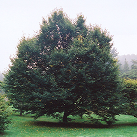 Plant Photo 8