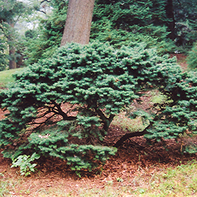 Plant Photo 7