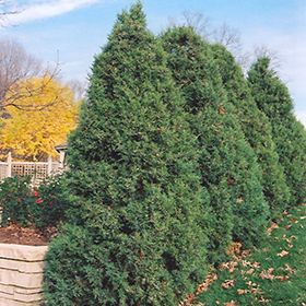 Plant Photo 8
