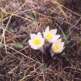 Plant Photo 7