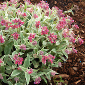 Plant Photo 8