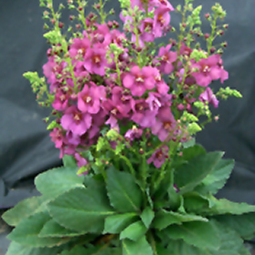 Plant Photo 5