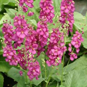 Plant Photo 6