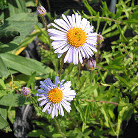 Plant Photo 3