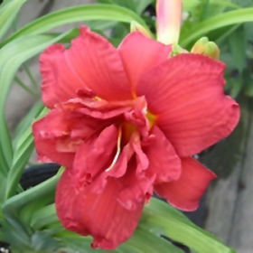 Plant Photo 1