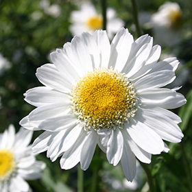 Plant Photo 1