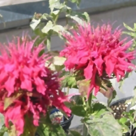Plant Photo 7