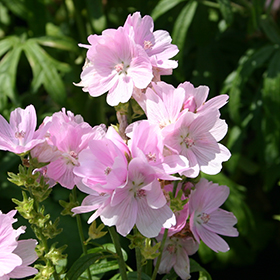 Plant Photo 4