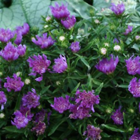 Plant Photo 9