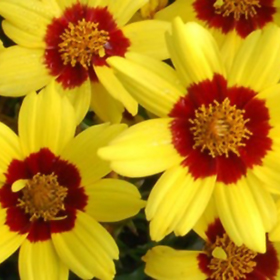 Plant Photo 7