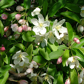 Plant Photo 1