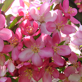 Plant Photo 9