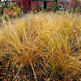 Plant Photo 5