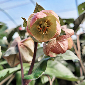 Plant Photo 7