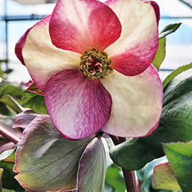 Plant Photo 6