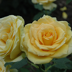 Plant Photo 4