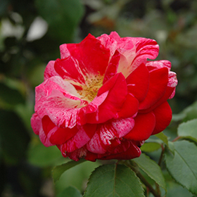 Plant Photo 1