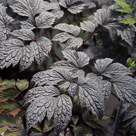 Plant Photo 10