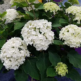 Plant Photo 5