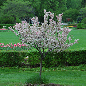 Plant Photo 10