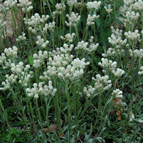 Plant Photo 6