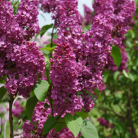 Plant Photo 6