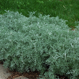Plant Photo 10