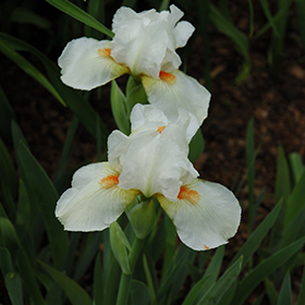 Plant Photo 8