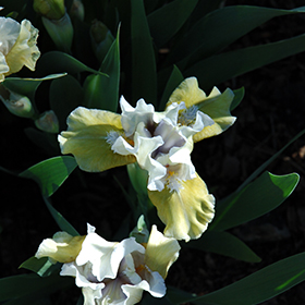 Plant Photo 6