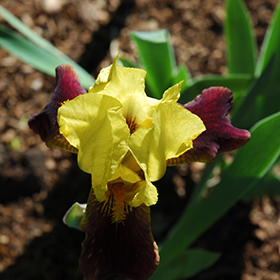 Plant Photo 3