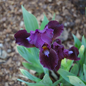 Plant Photo 7
